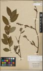 Foto von Salix lapponum L. x Salix silesiaca Willd.